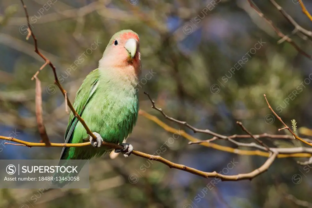 Rosy-faced lovebird (Agapornis roseicollis) adult, South-east Namibia