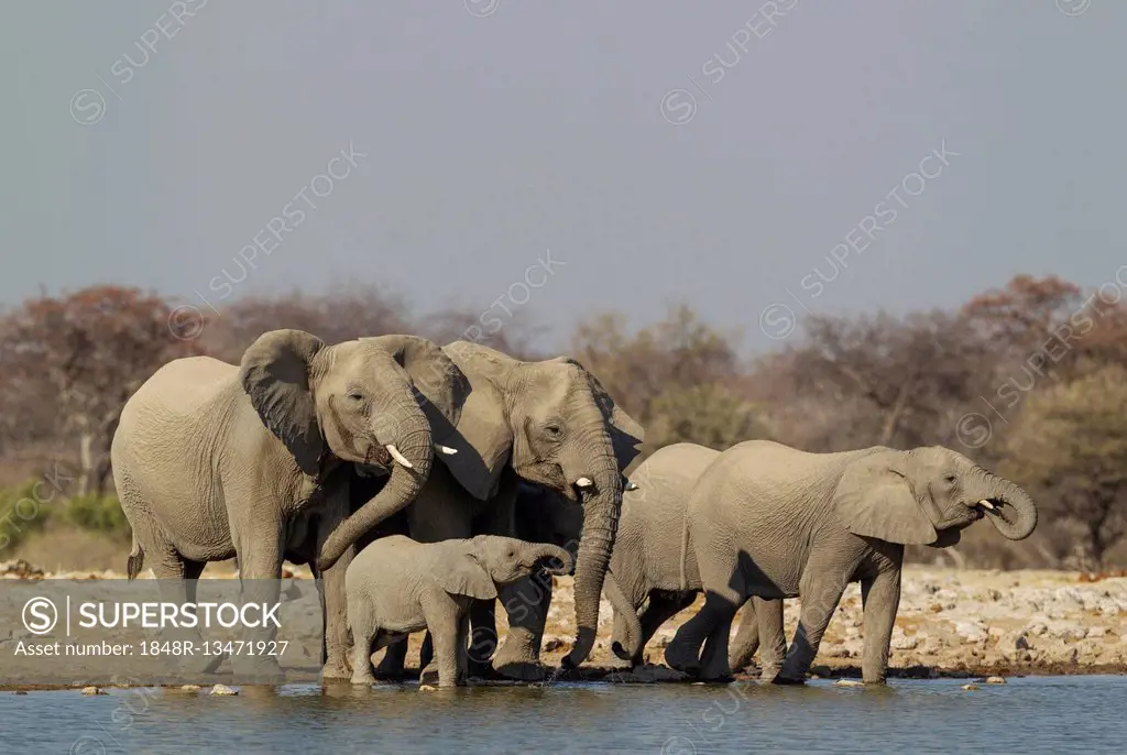 African elephant (Loxodonta africana), breeding herd at waterhole, Etosha National Park, Namibia