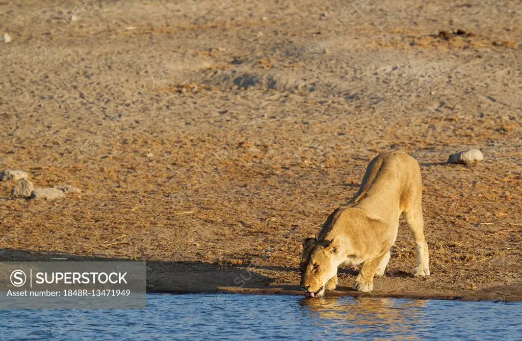 Lion (Panthera leo), female, lioness drinking at a waterhole, Etosha National Park, Namibia