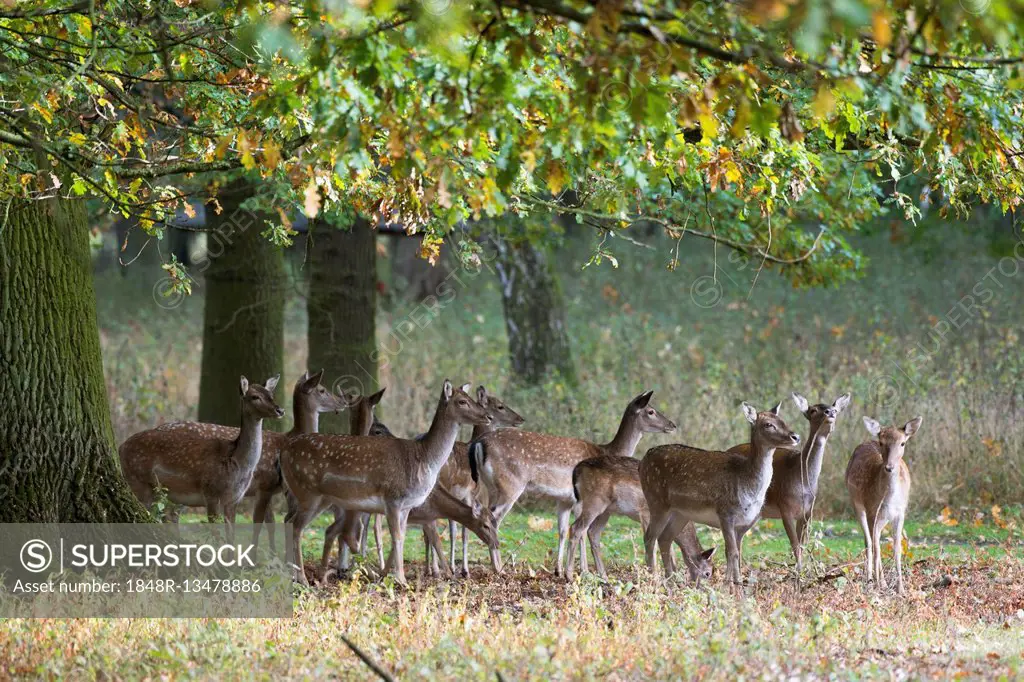 Fallow deer (Dama dama), herd under oak trees, captive, Niedersachsen, Germany