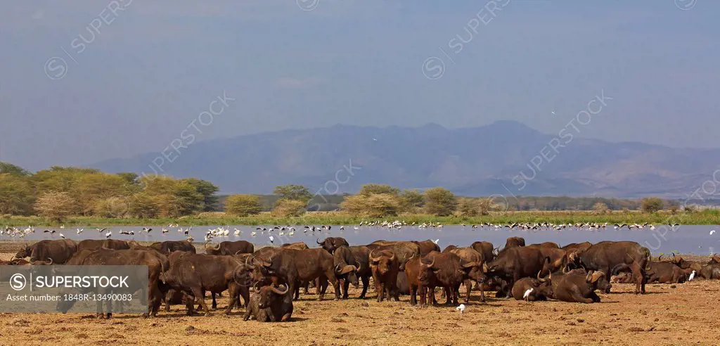African buffalo (Syncerus caffer) herd on Lake Manyara shore, Lake Manyara National Park, Tanzania