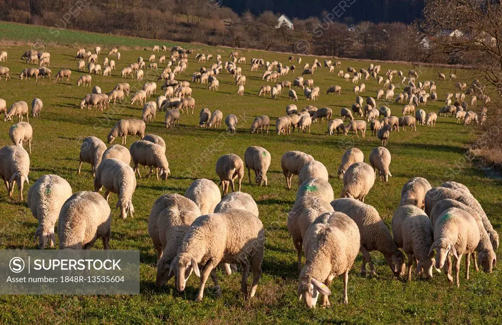 Domestic sheep (Ovis aries) in meadow, Egloffstein, Upper Franconia, Bavaria, Germany
