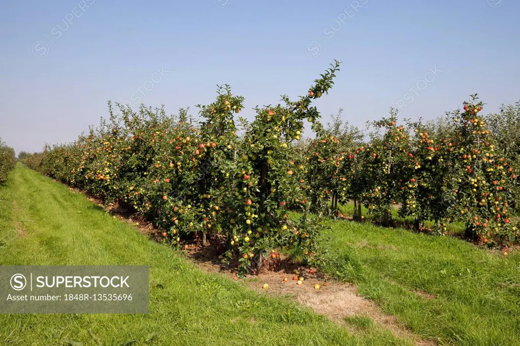 Apple trees, espaliers, orchard, Altes Land, Lower Saxony, Germany