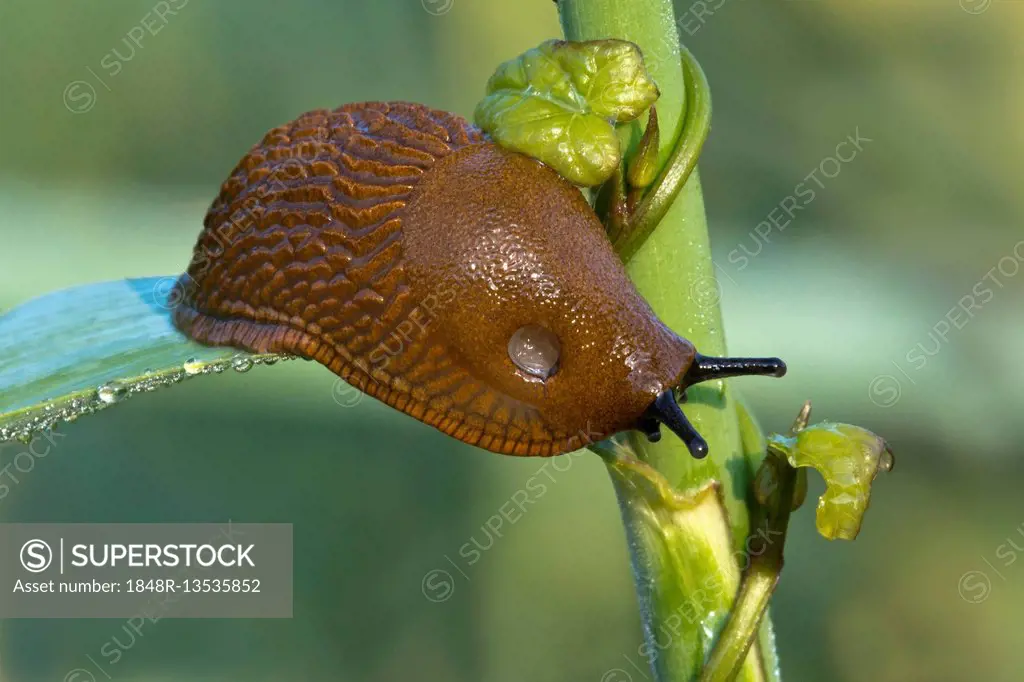 Spanish slug (Arion vulgaris), on plant, Burgenland, Austria