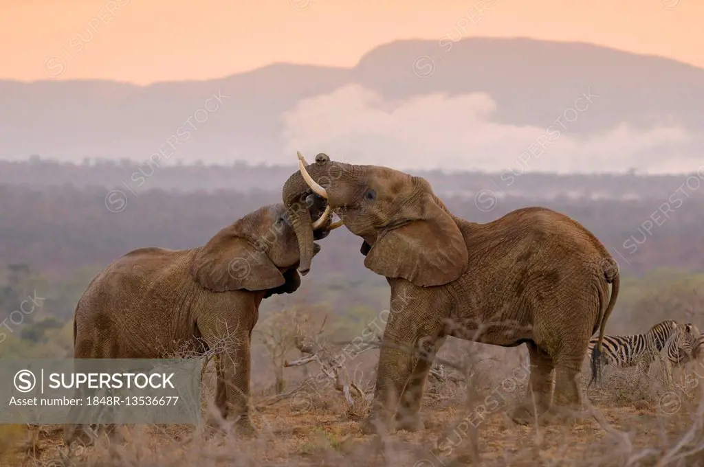 Two African elephants (Loxodonta africana) in playful fight, morning atmosphere, Zimanga Private Game Reserve, KwaZulu-Natal, South Africa