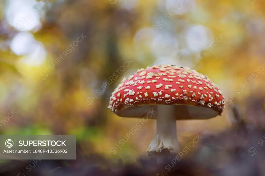 Fly agaric or fly amanita (Amanita muscaria), Hesse, Germany