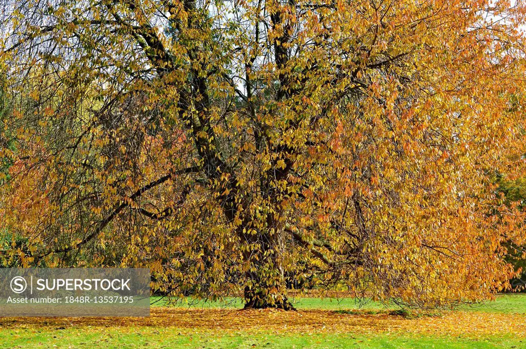 Cherry tree (Prunus) with yellow fall foliage, North Rhine-Westphalia, Germany