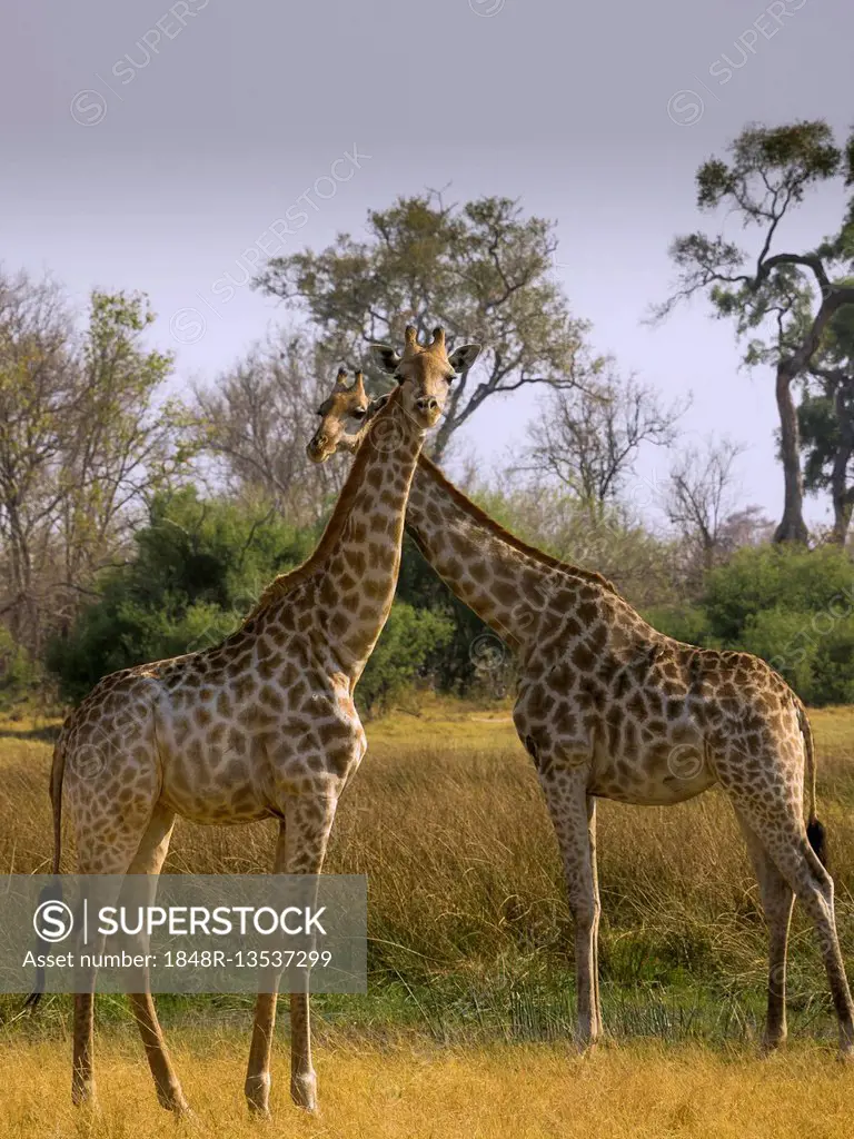 South African or Cape giraffes (Giraffa giraffa giraffa), Okavango Delta, Botswana