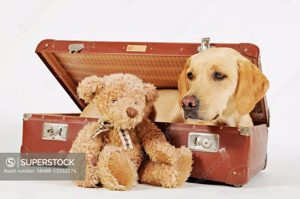 Labrador Retriever, yellow, dog in suitcase, teddy bear