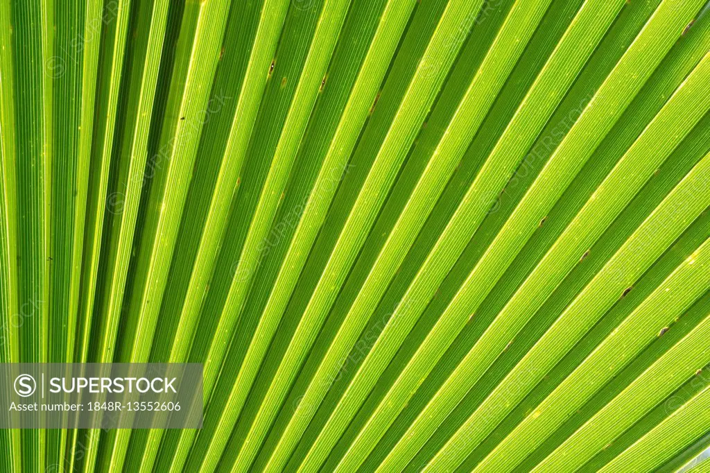 Leaf structure, Mexican fan palm or Mexican washingtonia (Washingtonia robusta), Baden-Württemberg, Germany