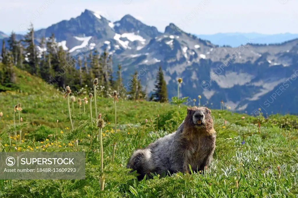 Marmot (Marmota), showing front teeth, behind Cascade Range, Mount Rainier National Park, Washington State, USA