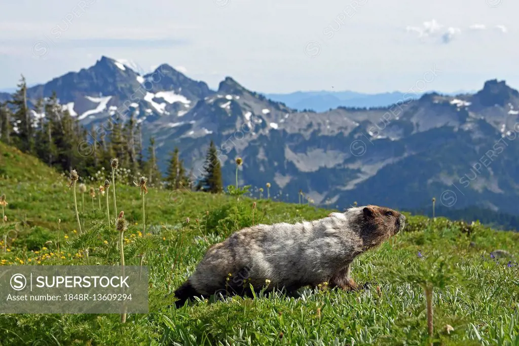 Marmot (Marmota) on a mountain meadow, behind Cascade Range, Mount Rainier National Park, Washington State, USA