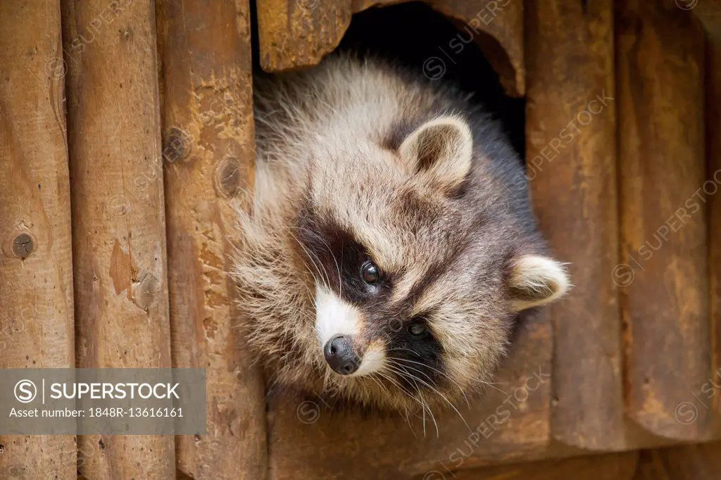 North American raccoon (Procyon lotor) looking out of hiding place, Thuringia, Germany