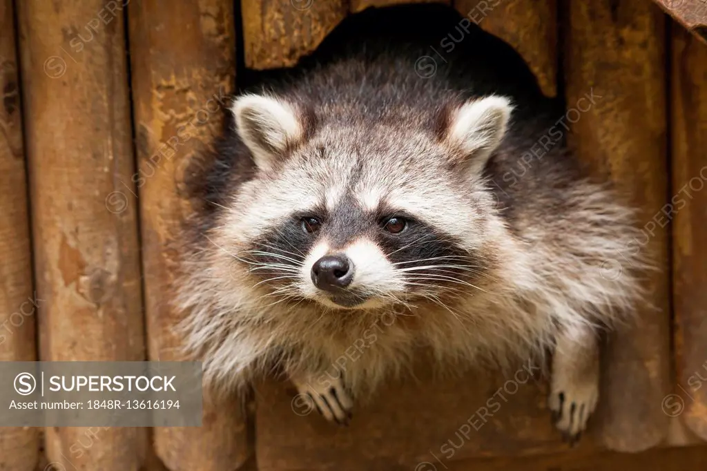 North American raccoon (Procyon lotor) looking out of hiding place, Thuringia, Germany