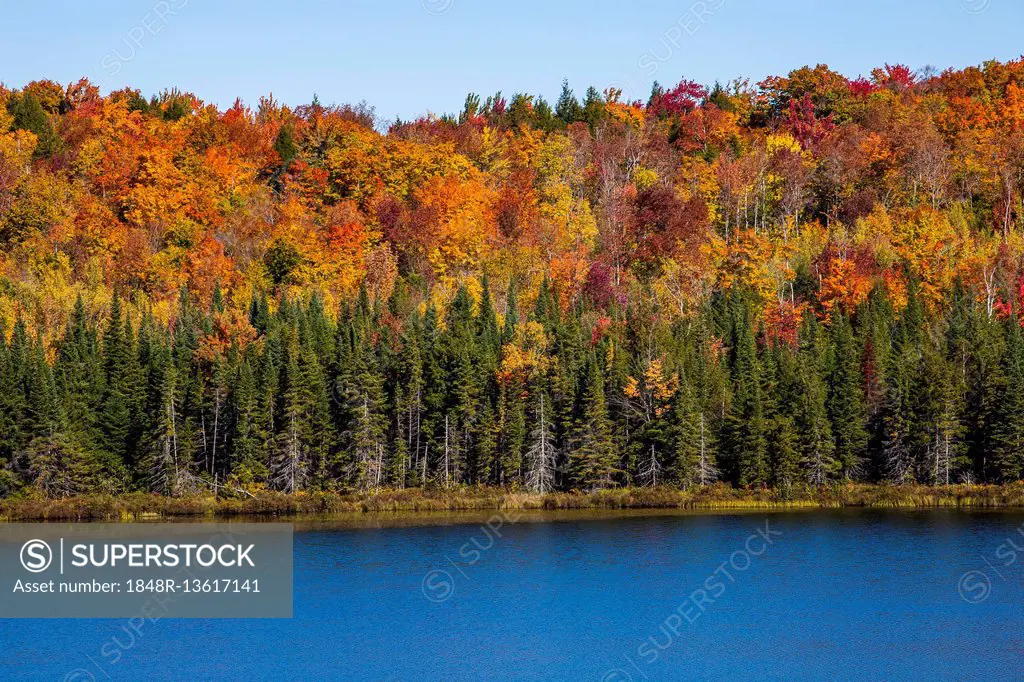 Mixed forest, lake, Eastern Townships, South Bolton, Quebec, Canada