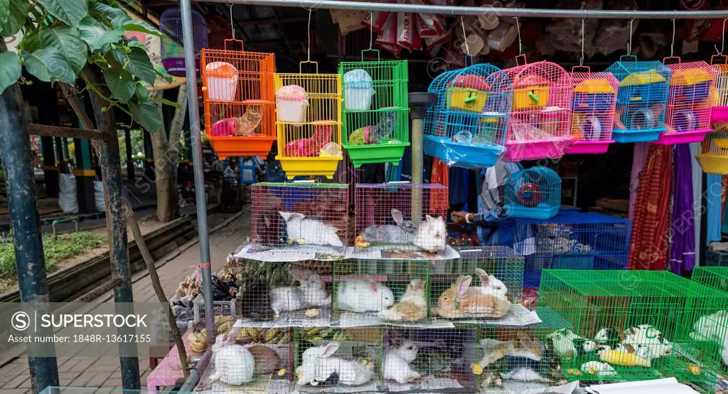 Rabbits sitting in cramped cages, bird market and livestock market, Yogyakarta, Java, Indonesia