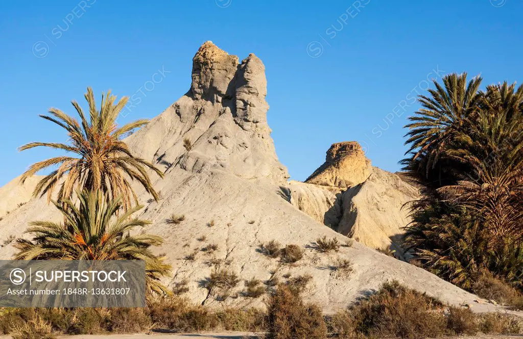 Bare ridges of eroded sandstone and palm trees, Tabernas Desert, Almeria province, Andalusia, Spain