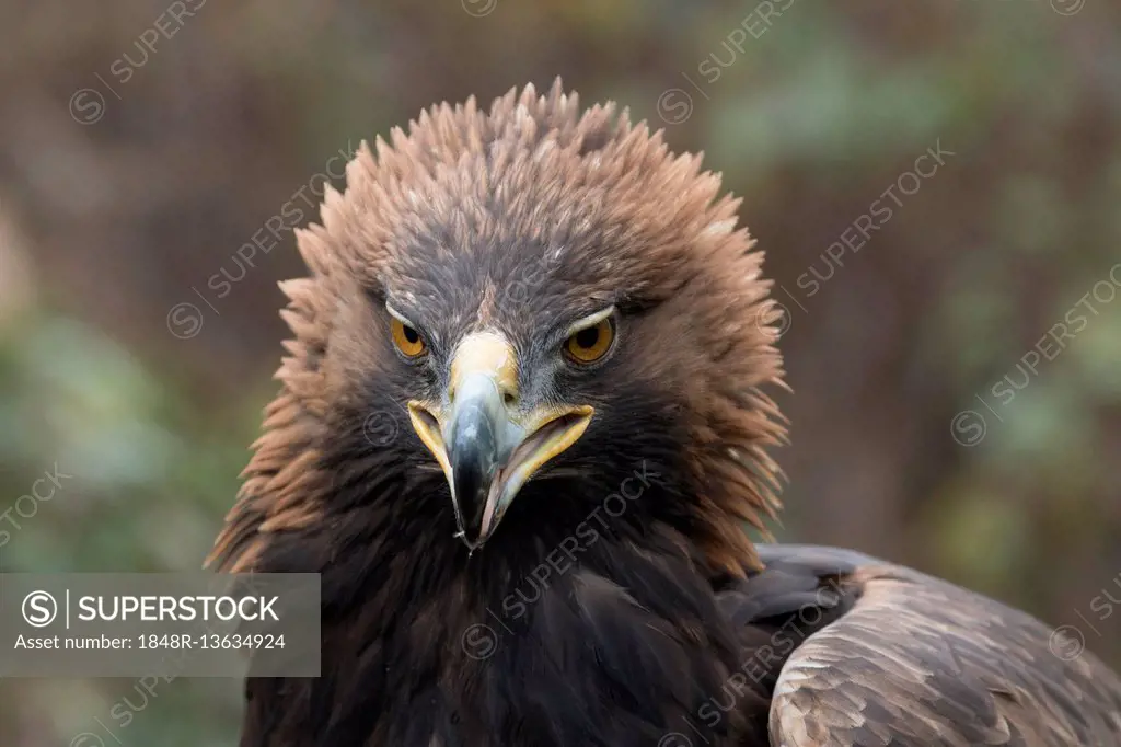 Golden Eagle (Aquila chrysaetos), portrait, captive