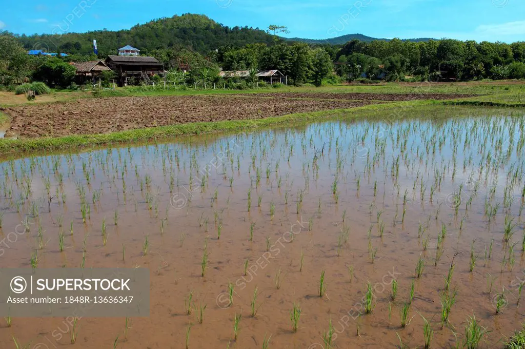Rice field, Loei province, Thailand
