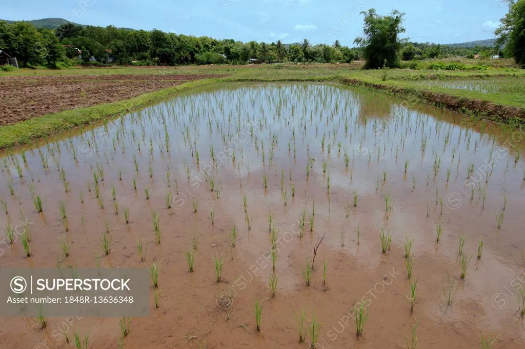 Rice field, Loei province, Thailand