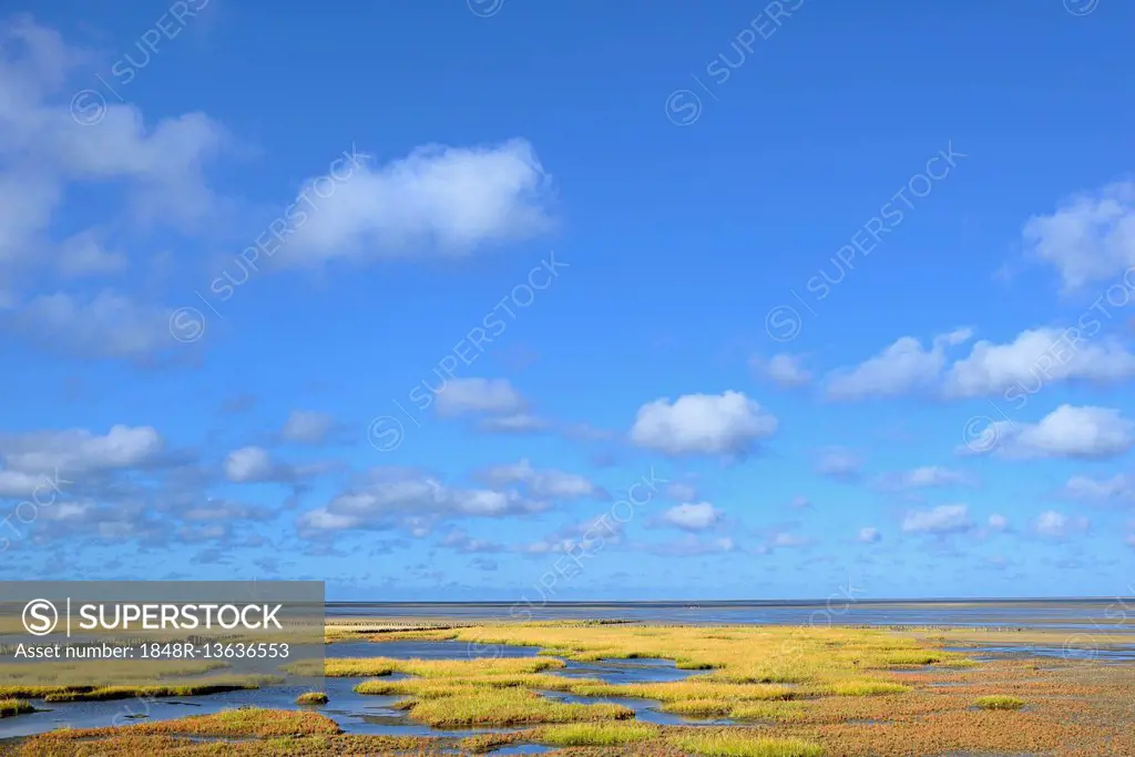 Glasswort (Salicornia europaea agg.) with autumn colors on salt marshes, Schleswig-Holstein Wadden Sea National Park, Westerheversand, North Frisia, S...