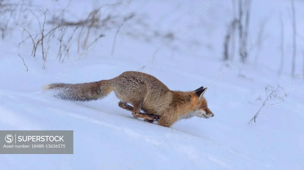 Red fox (Vulpes vulpes), hunting, running through the snow, Bohemian Forest, Czech Republic