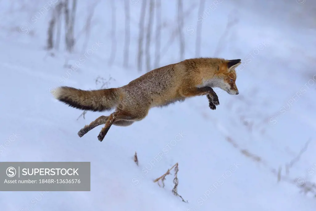Red fox (Vulpes vulpes), hunting, jumping in the snow, Bohemian Forest, Czech Republic