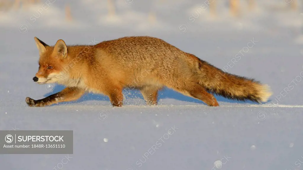 Red fox (Vulpes vulpes) walking through the snow, Bohemian Forest, Czech Republic