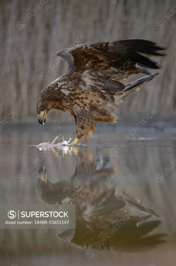 White-tailed eagle (Haliaeetus albicilla) with captured fish in shallow water, reflection, Kiskunság National Park, Hungary