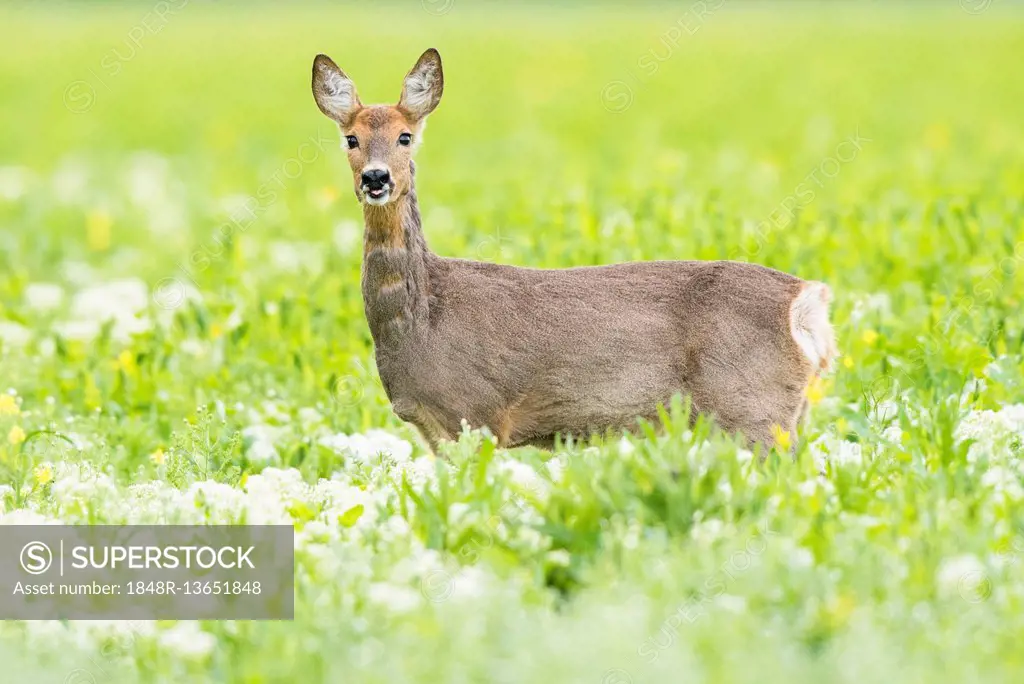 Deer (Capreolus capreolus) in a field, attentive, Achau, Lower Austria, Austria