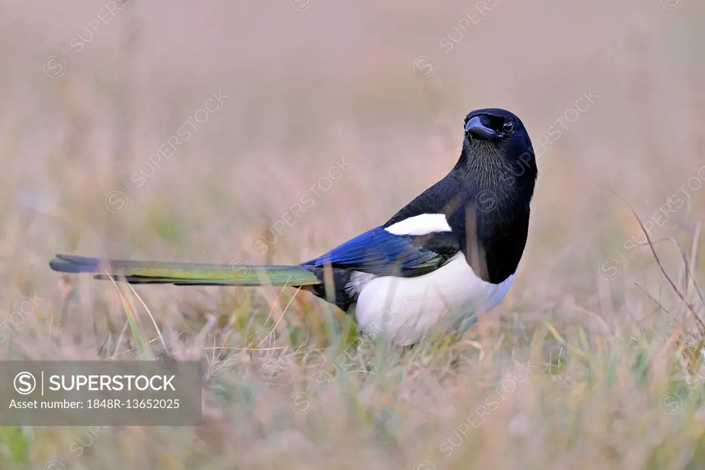 Magpie (Pica pica) in a meadow, Poland