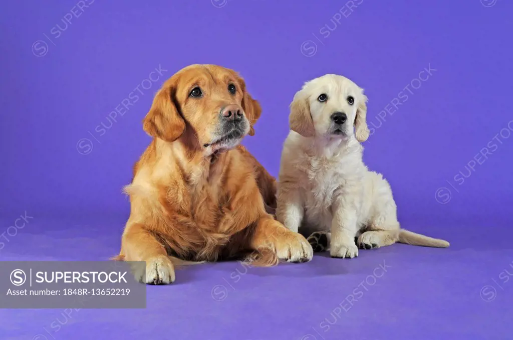 Golden Retriever, dark blonde bitch lying and bright blond Puppy sitting