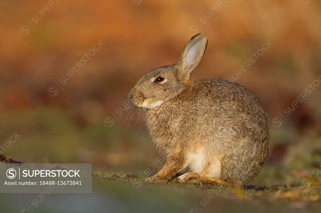 Rabbit (Oryctolagus cuniculus) on country path, Suffolk, England, United Kingdom