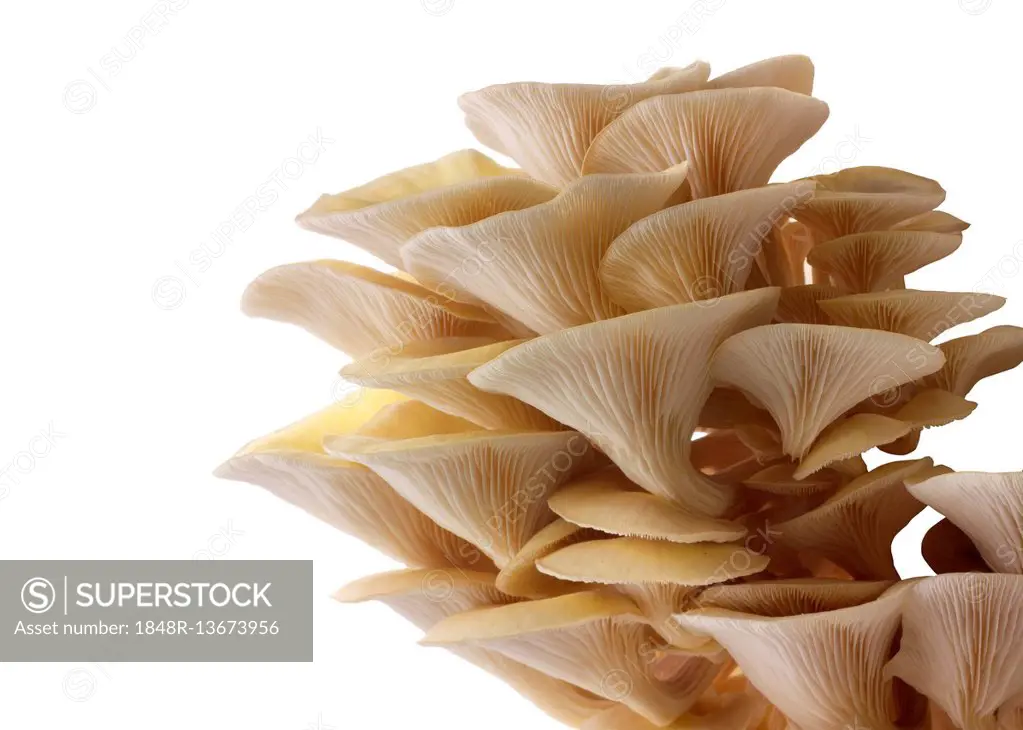 Golden oyster mushrooms (Pleurotus citrinopileatus), freshly picked