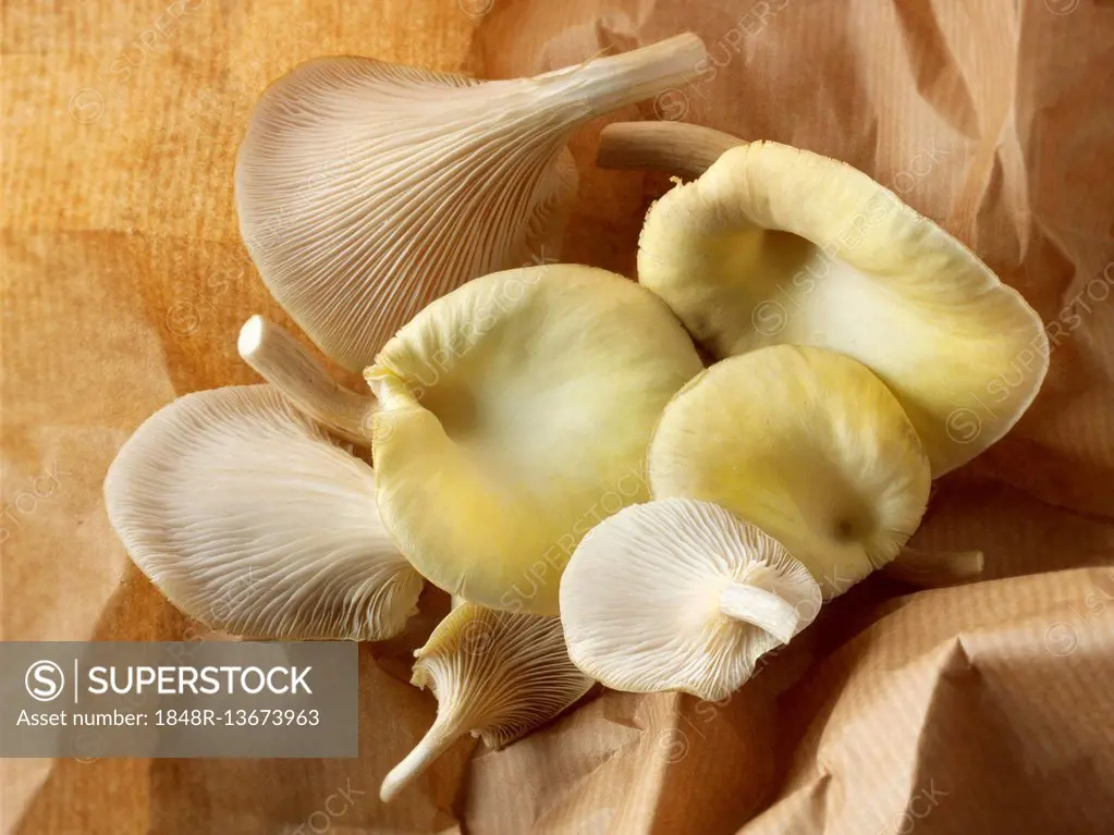 Golden oyster mushrooms (Pleurotus citrinopileatus), freshly picked