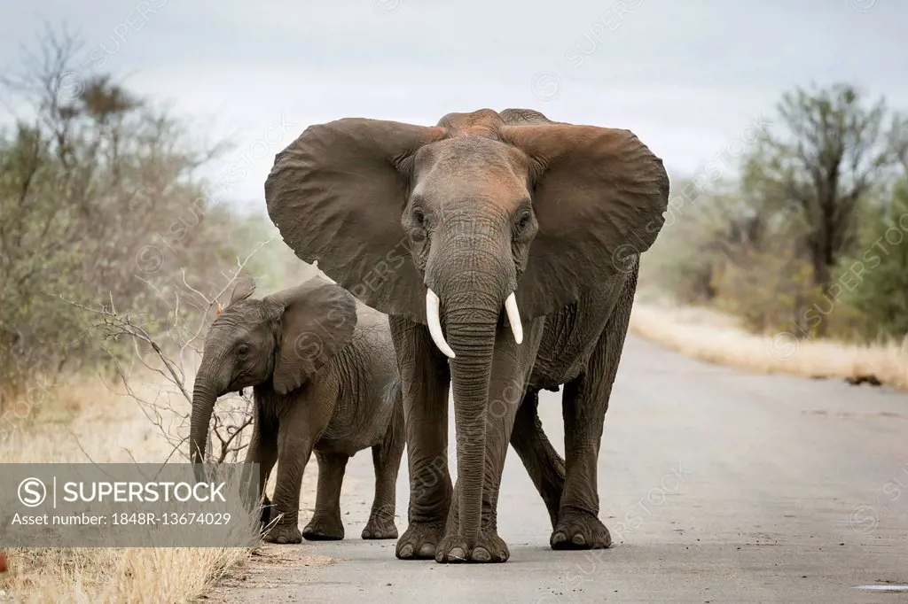African elephant (Loxodonta africana), mother with young on street, Kruger National Park, South Africa