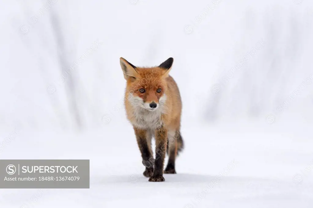 Red Fox (Vulpes vulpes) running a straight line through snow, Moravia, Czech Republic