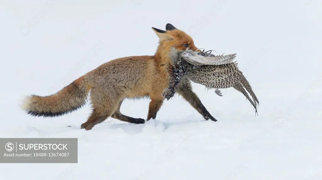 Red Fox (Vulpes vulpes) running through the snow, with prey, Pheasant Hen (Phasianus colchicus), Moravia, Czech Republic