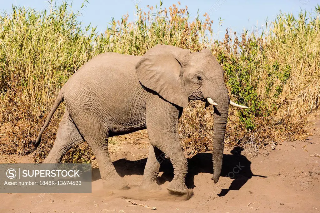 African Elephant (Loxodonta africana), in the dry riverbed, Mashatu Game Reserve, Tuli Block, Botswana