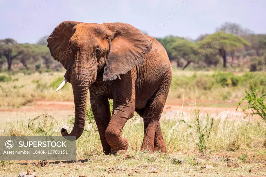 African Elephant (Loxodonta africana), Tsavo West National Park, Kenya