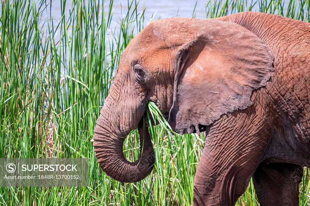 African Elephant (Loxodonta africana), eating grass, Jipe Lake, Tsavo West National Park, Kenya