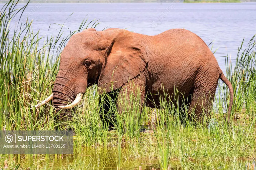 African Elephant (Loxodonta africana), standing between grass in Jipe Lake, Tsavo West National Park, Kenya