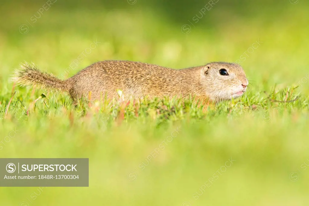 European ground squirrel (Spermophilus citellus) running in meadow, National Park Lake Neusiedl, Seewinkel, Burgenland, Austria