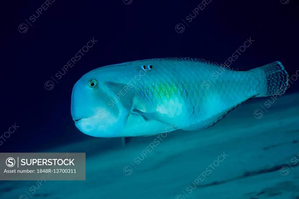 Pearly Razorfish (Xyrichtys novacula) swims over a sandy bottom, Red sea, Dahab, Sinai Peninsula, Egypt