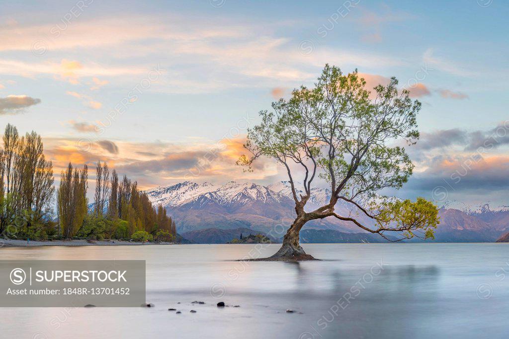 Sunrise, single tree standing in water, Lake Wanaka, The Wanaka Tree, Roys  Bay, Otago, Southland, New Zealand - SuperStock