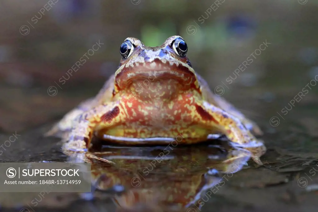 European common frog (Rana temporaria) sitting in shallow water, Malscheid Nature Reserve, Siegerland, North Rhine-Westphalia, Germany
