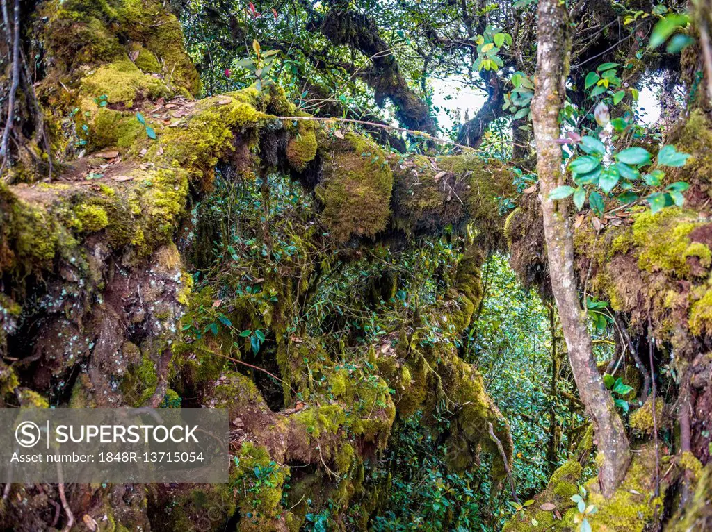 Moss covered trees and branches, Mossy Forest, Cloud Forest, Fog Rainforest, Cameron Highlands, Tanah Tinggi Cameron, Tanah Rata, Pahang, Malaysia