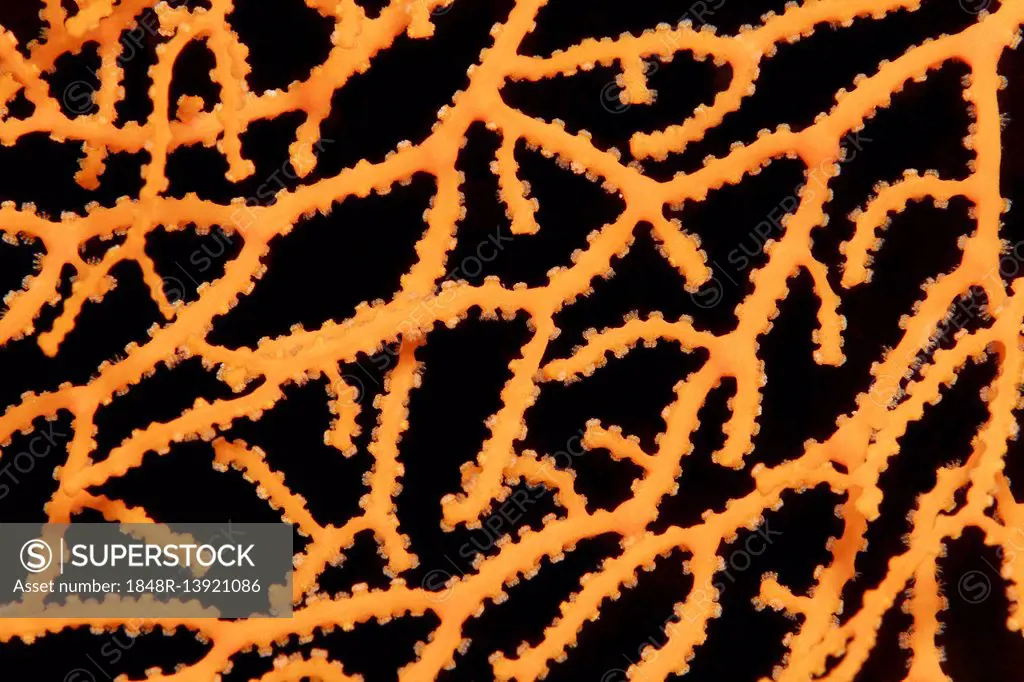 Detail of a fan coral (Acabaria sp.) with retracted polyps, yellow, Palawan, Mimaropa, Sulu lake, Pacific Ocean, Philippines