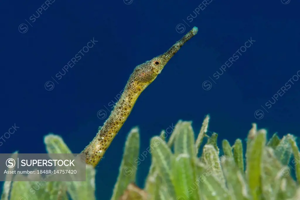 Short-tailed Pipefish (Trachyrhamphus bicoarctatus) on the sea grass, Red Sea, Dahab, Egypt