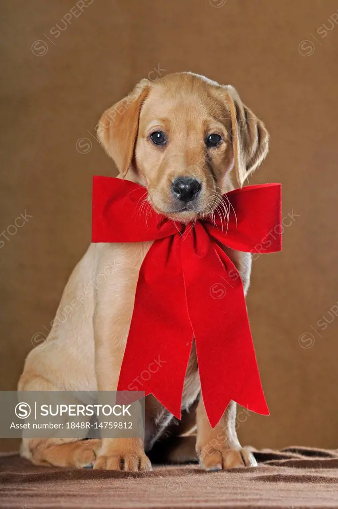 Labrador Retriever, puppy, 9 weeks, with red ribbon, studio shot